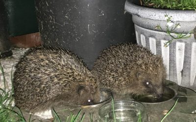 #ImveloGardenProject – Rewilding in Practice