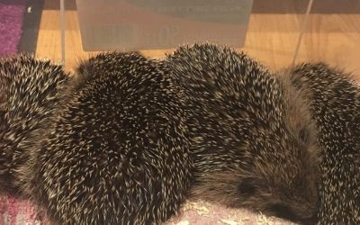 #ImveloGardenProject – Hedgehog Rescue: Part 1