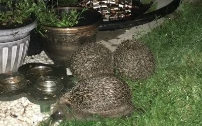 #ImveloGardenProject – Hedgehog Rescue: Part 2