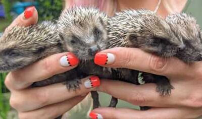 Hedgehog Blog: Tamma’s Tips for Helping Hedgehogs