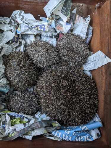 Rescuing hedgehogs