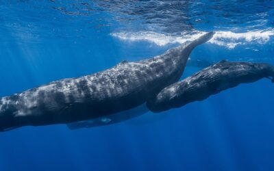 Do Oceans Have the Potential To Reverse Climate Change?
